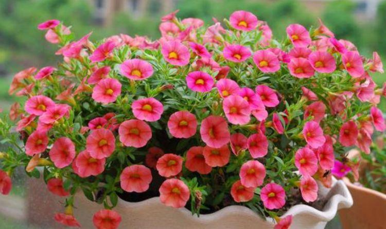 几种花深受花友的喜欢，开花爆盆很简单，家里养几盆，直接变花海