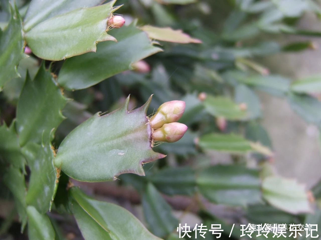 养盆栽蟹爪兰掌握10点就足够，看完就知道为啥叶子干瘪、不开花