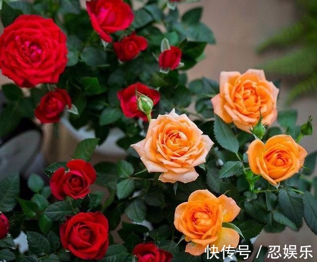 玫瑰怎么养记住5个养殖要求,助你成功养殖好盆栽玫瑰花!