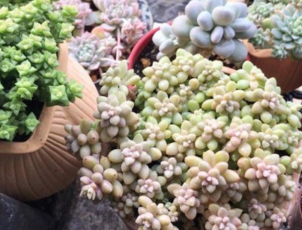 新手养花,入手这“3种”多肉,好看又易活,一年四季爆盆不断