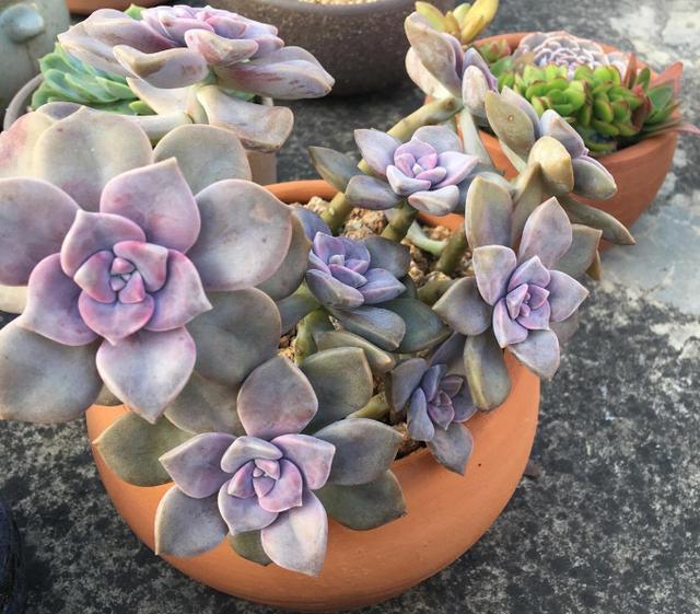 好养皮实的3种多肉，一年大部分时间在生长、不休眠、颜色美