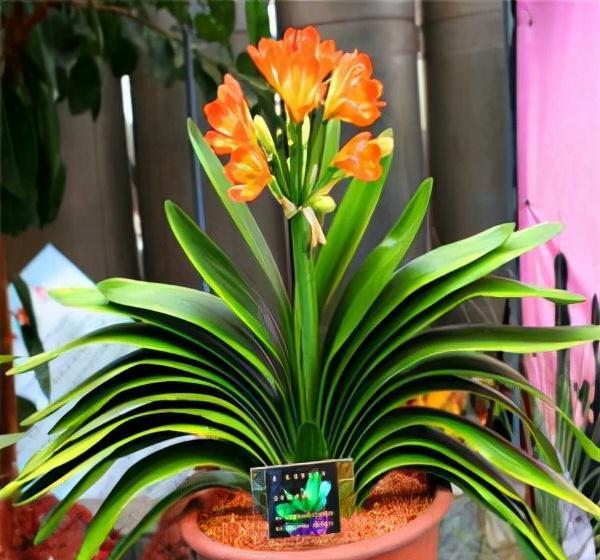 老桩|6种富贵花,全都“寿命长”,轻松养成老桩,越大越“旺家”