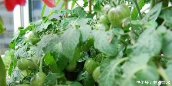 吃剩的油桶不要扔,教你三种方式做成花盆,简直不要太漂亮