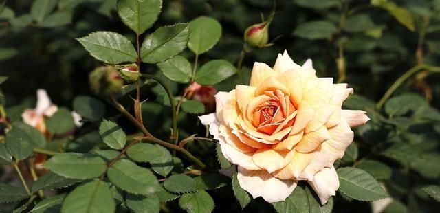 啤酒养花的正确姿势学会了吗？掌握方法，养花爆盆，开花不断！