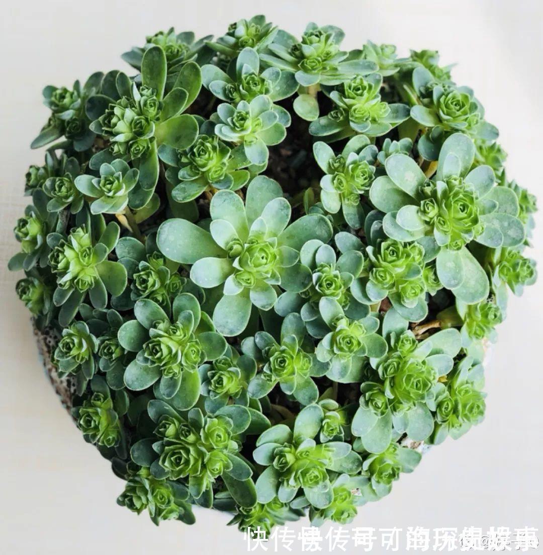 静夜静夜|6种多肉太难养,赶紧留个种,省得每年都要重新买!