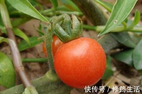 胆固醇|天然“胰岛素”被找到了,无论男女平时敞开吃,或助你远离高血糖