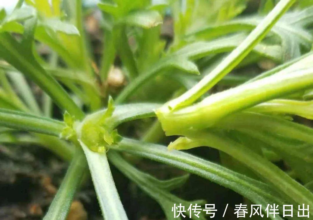 施肥|8种花赶紧剃头，剃得越狠，开花越多