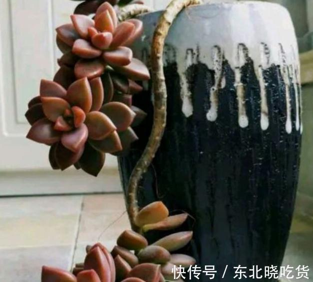 烂根|花盆又高又深怎么养多肉,方法来了,不烂根颜值高