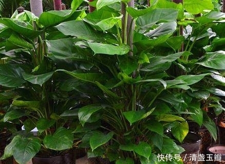 发酵|原来“它”比神水更厉害,用来养绿萝,就像喝了打鸡血停不下来