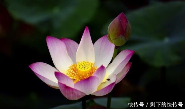 做人|“涵容以待人,恬淡以处世”,才是做人的最高境界