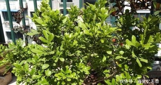 春天把盆栽这5个地方“剪光光”,才能花开不断!