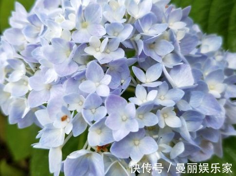 花都会|喜欢养菊,那就养”优良名菊“徐妃醉妆,如秀丽妆容,清奇典雅