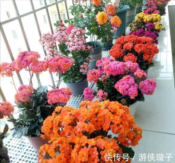 根系|7种大盆栽,冬天正“虚弱”,赶紧断水,多浇一杯水,灌死一大片