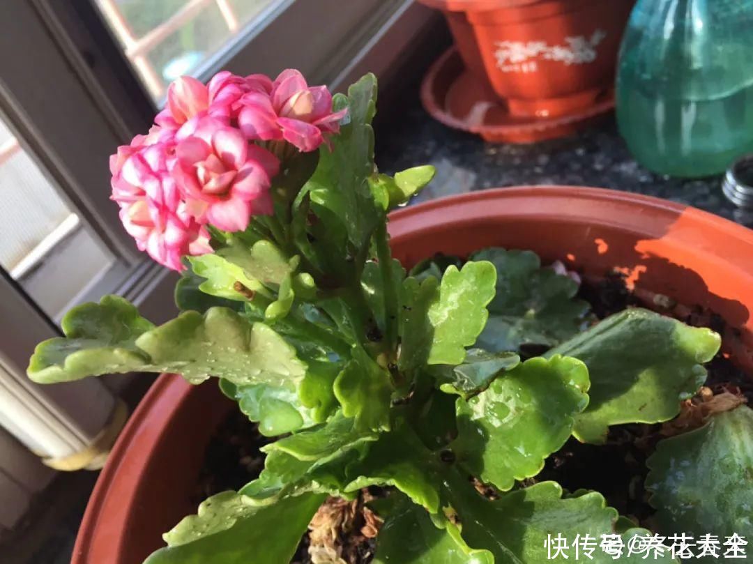 4月养花病虫害，白霜、黑斑、黄点儿···再不治就死光了