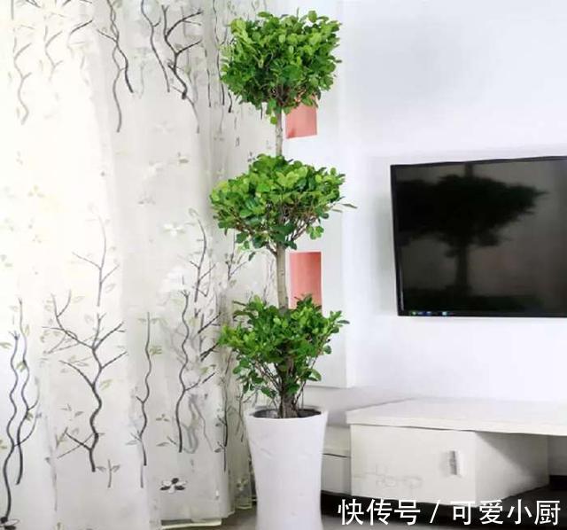 懒人养植的盆栽,一个月浇次水都没问题