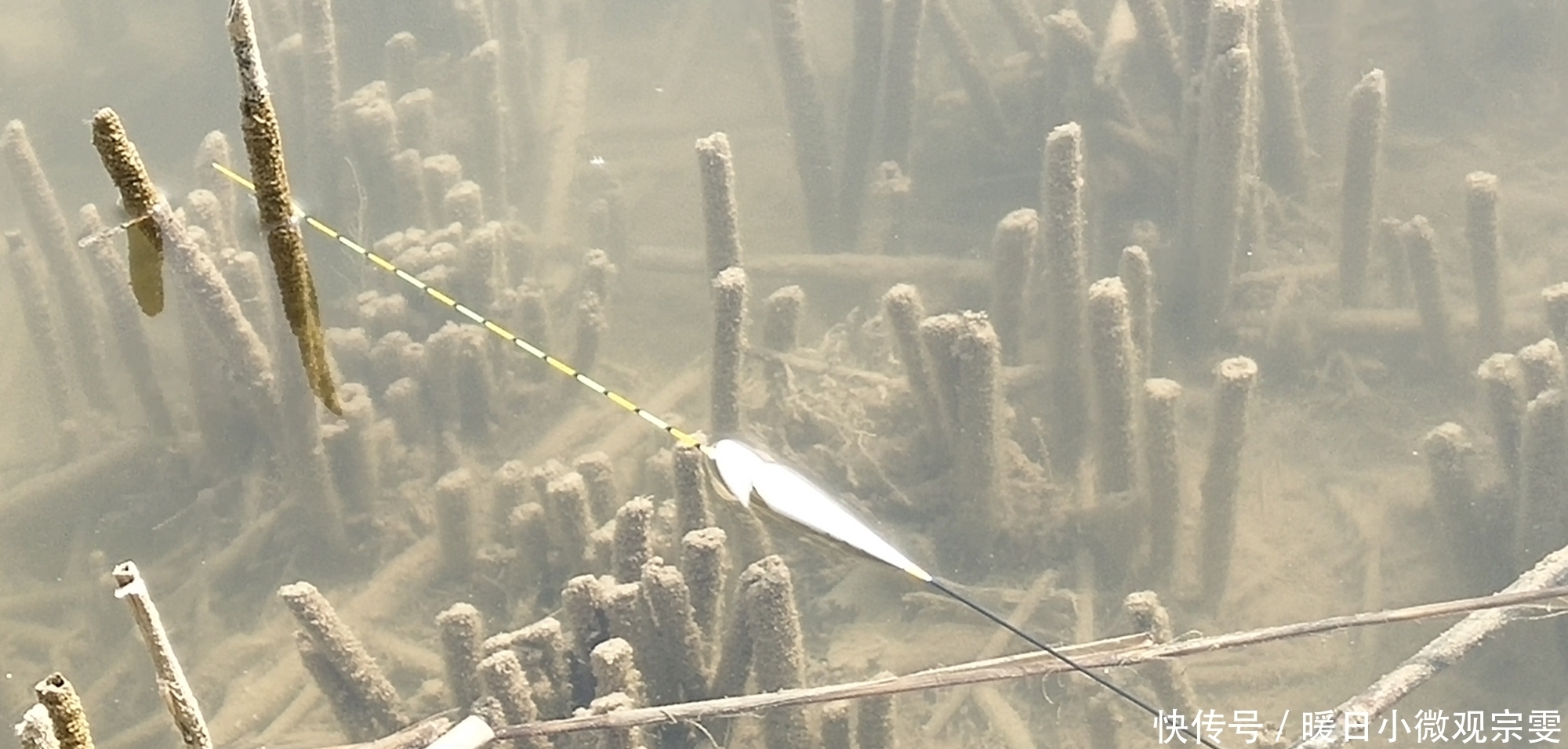 夜光棒|一支浮漂打天下还真行不通，想要应对各种渔情，少不了这几种浮漂