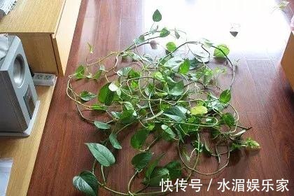 老花匠|养花修剪“学问大”,老花匠教你怎么修剪,才能突突冒花!