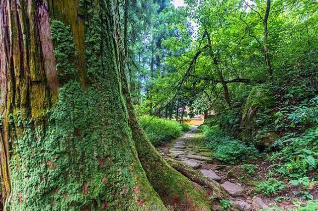 原始森林|高温席卷的初夏，不如去这些堪比童话仙境的小众森林里乘个凉