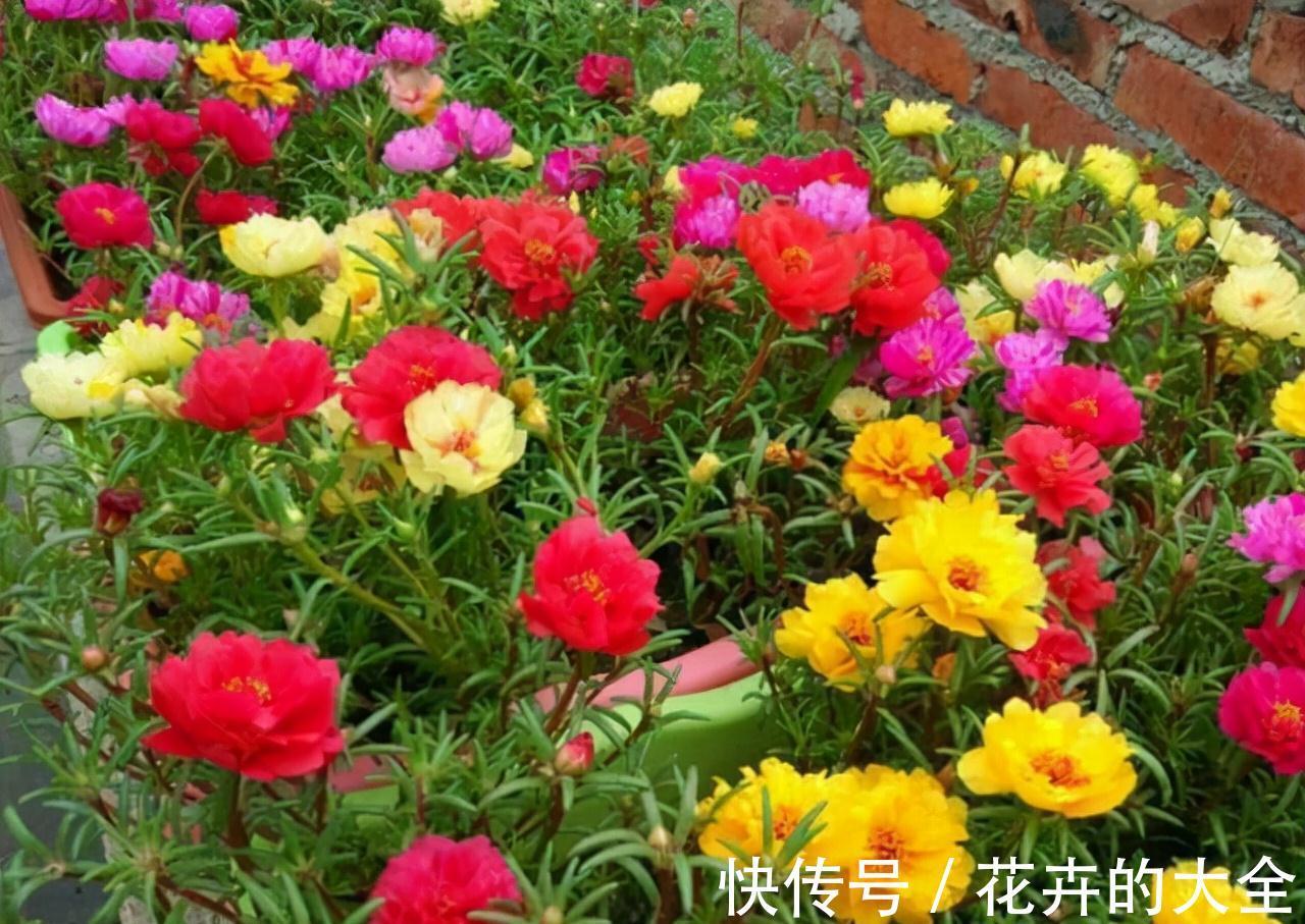 农历九月十八霜降后，养什么花？家里养3种花，红红火火喜气盈盈