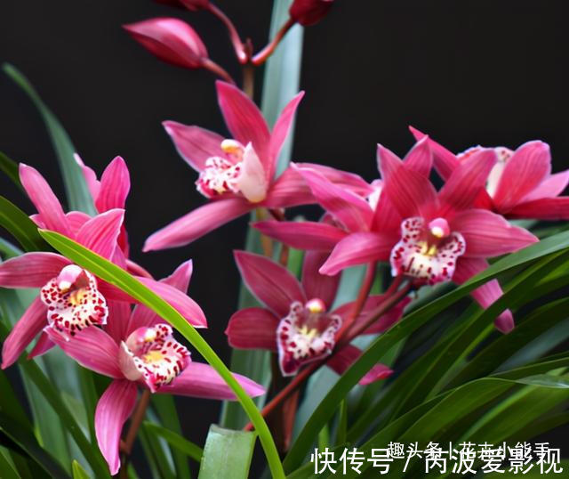 红贵妃|真正“贵气”的兰花，长这样，它美艳绝伦，花香浓郁，人见人爱