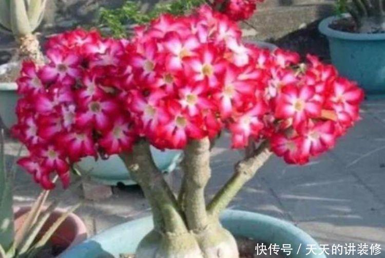 4种花谁见了都喜欢,婀娜多姿,花朵漂亮,美爆阳台