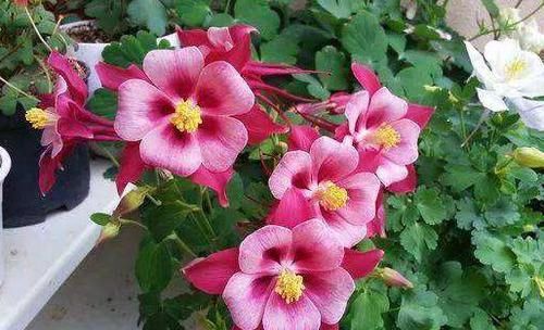  浓郁|4款花号称“开花机器”，全年都开花，花香浓郁，太美了