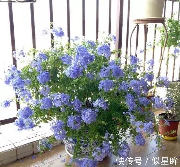 蓝雪|2种花不怕热，越热越开花，一开200多天，现在种1个月就开爆！
