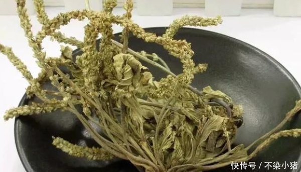 暑湿泻痢|人们把这总植物称为“尿床草”，药用价值极高，但是却无人问津