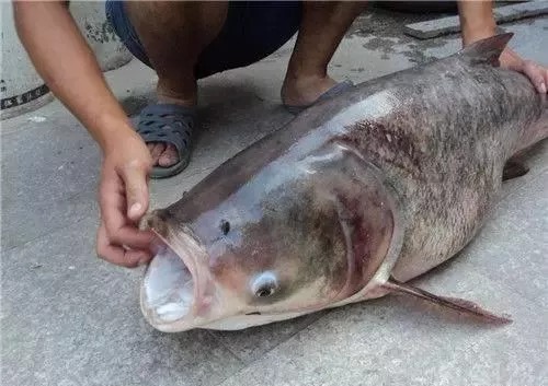 入秋后，钓鱼根本不用打窝！野钓用这些，水底的鱼全被你钓光了