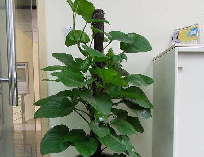 3种高端绿植养家里，大气上档次，观赏性高，越养越喜欢