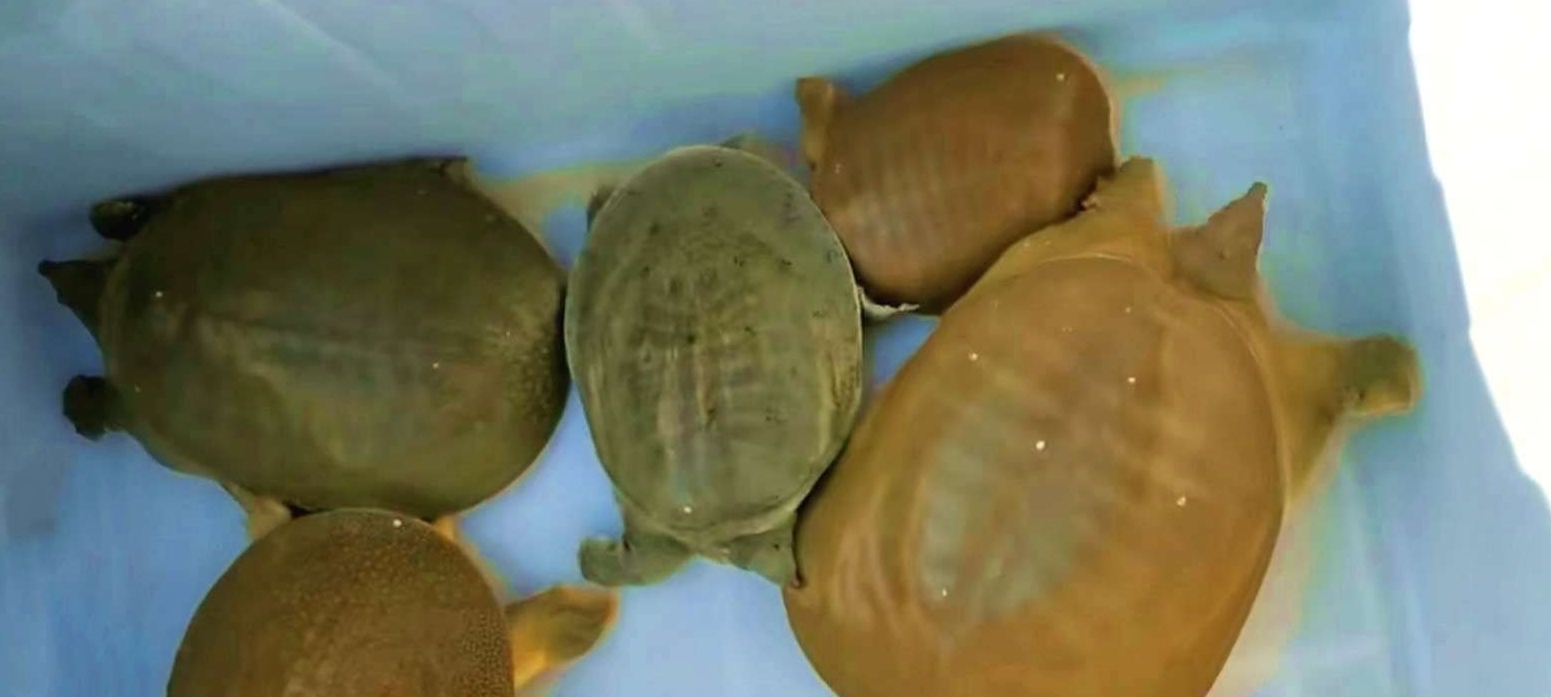 黄河渔人:一串钩长5公里,钓鱼几百斤!超过办公室工作人员收入