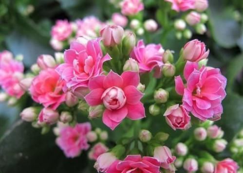 养花要注意,这几种水不能浇花,不然黄叶又烂根!