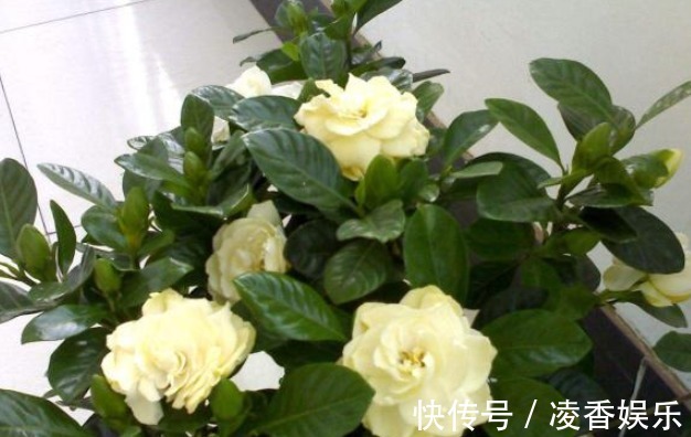 花卉|花盆里的土“变少”直接“填土”易烂根,教你3个实用小方法!