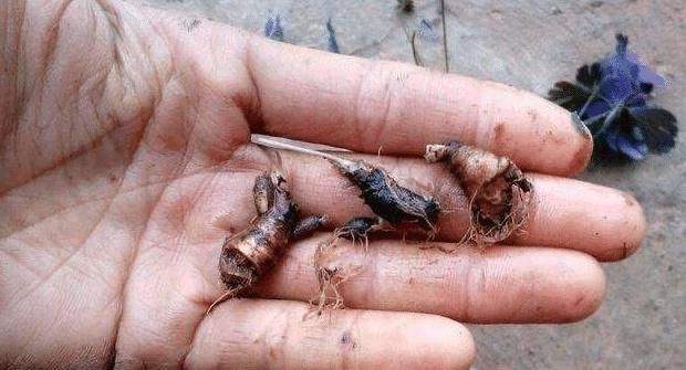 野草|此野草,名为“千年老鼠屎”,请辨认草本,块根840元一斤