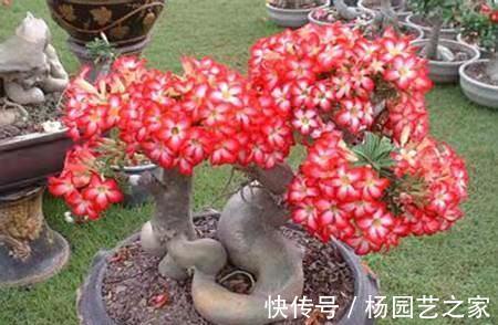 5种花特别怕冷，现在赶紧搬进屋，搬晚了全得冻死