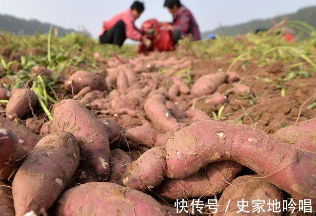 强健|红薯是骨质疏松的催化剂吗?提示:强健骨骼,建议牢记4件事