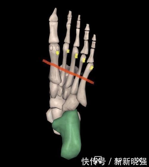 脚掌|瑜伽干货分享:搞不定脚掌,就别说你知道根基