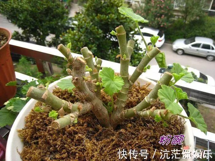 春天|9月给天竺葵剪个短发，过冬前就能窜叶子，明年春天开成大花球！
