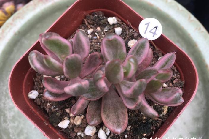 有一种多肉名字尴尬不想养，但非常适合女士养，它就是苏菲儿