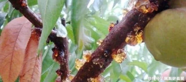 皱纹|皱纹最怕以下三种碱性食物,聪明女人经常吃,雌激素满满不衰老!