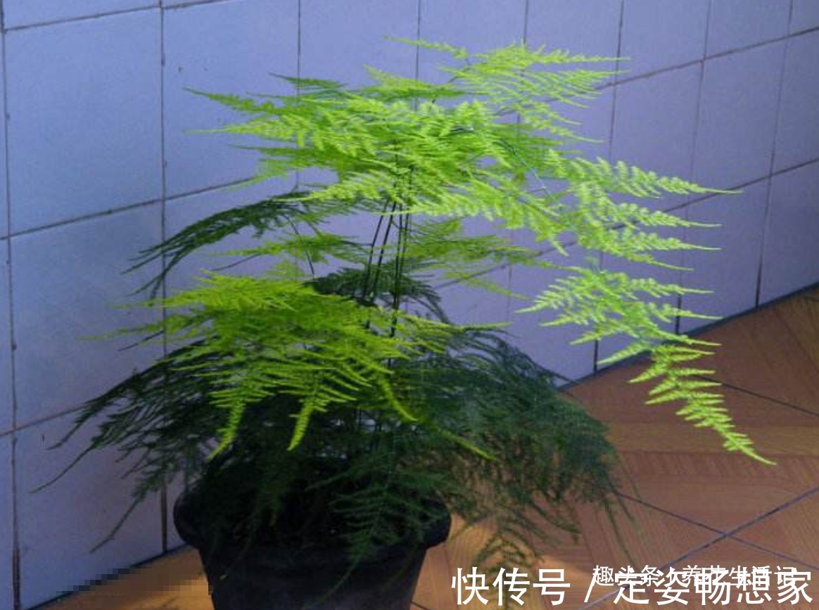 文竹枝叶枯黄，改善“3个”关键处，新芽萌发绿油油！