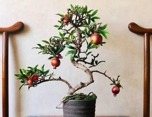 图片作者|家里有这10种花,多修剪少浇水,能养成高价盆景