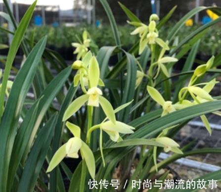 盘点5款适合新手的兰花,皮实好养性价比高,花色艳丽香味清新!