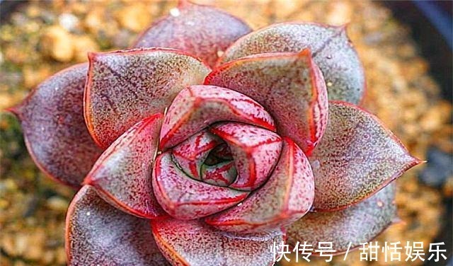 光照|好养又好看的多肉大和锦,学会这“3招”,枝叶茁壮,绚烂多姿