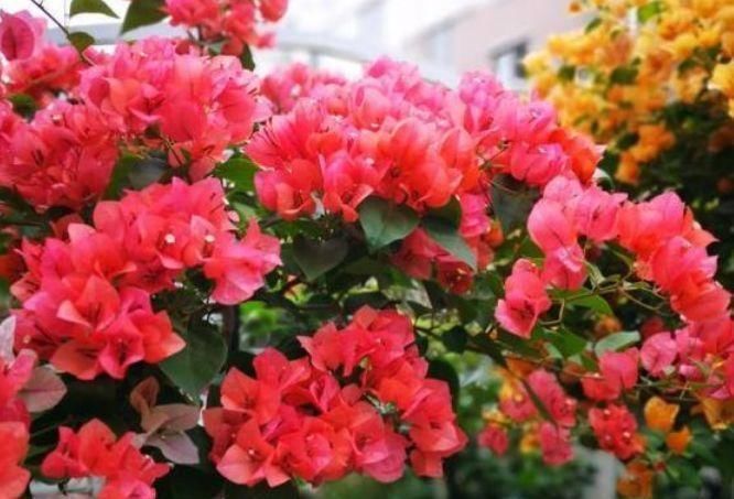 喜欢养花,不如在家养这四款花朵,花香飘飘,花开不断