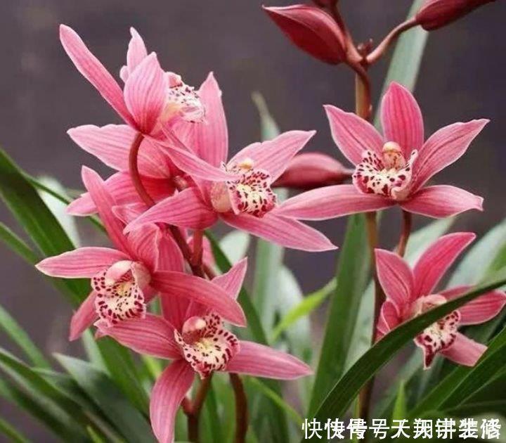 兰花|4种花好养漂亮又便宜,要型有型,要香有香,花开富贵