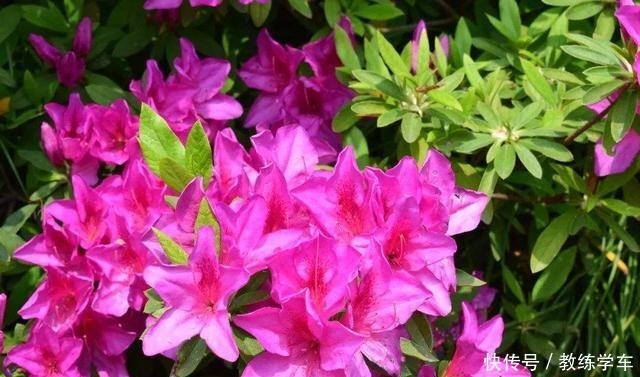 这3种花极难养,能养活的都是高手!