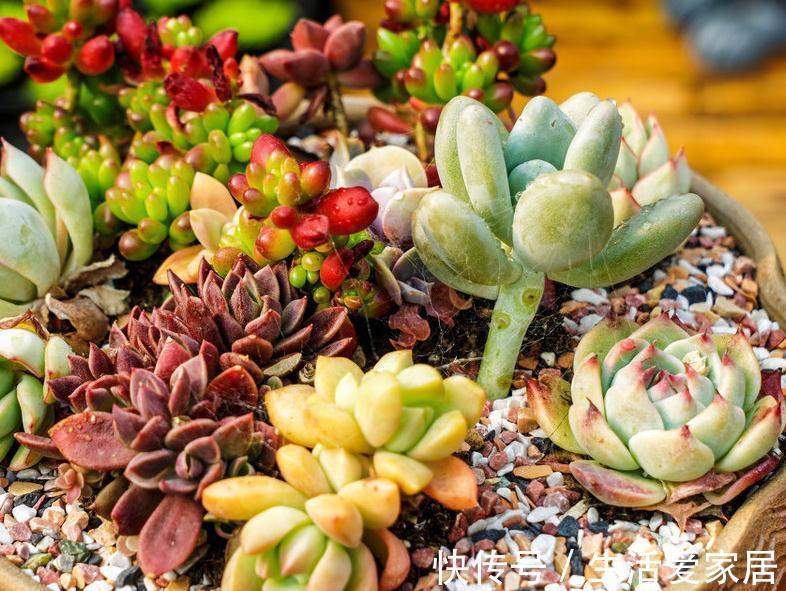 多肉植物|喜欢多肉植物只要重点关注这四点,如果作的好你也算半个高手了