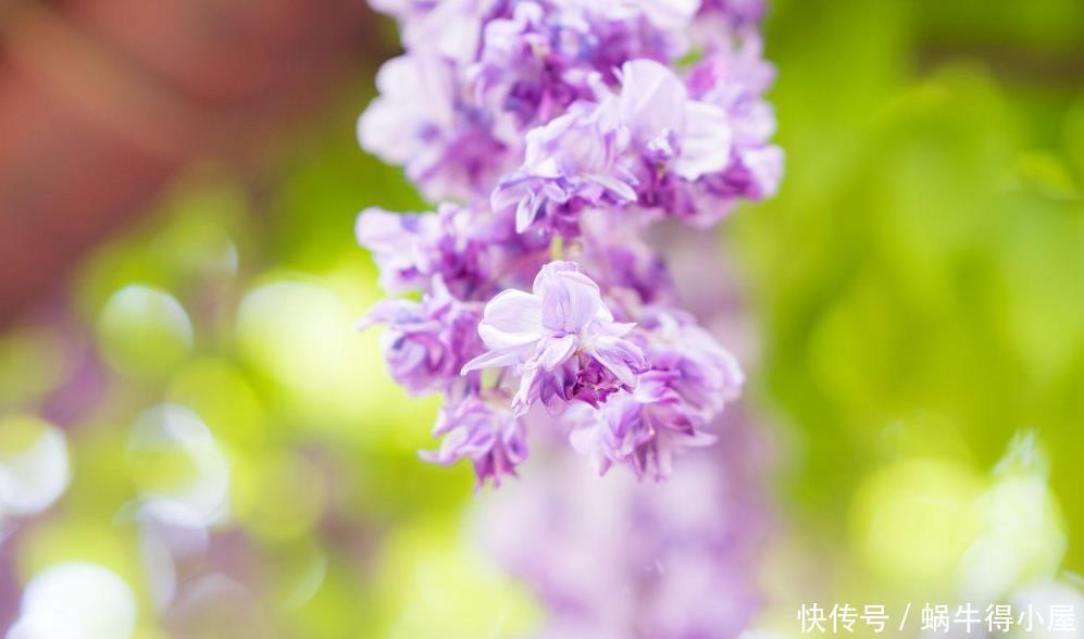 绣球、紫藤、腊梅需要低温春化,冻满一个月,否则会不开花