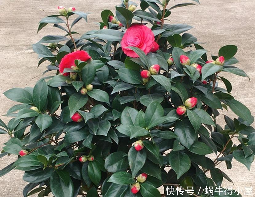 养茶花和杜鹃花,冬春季节一定要做好四点,要不然花苞打不开